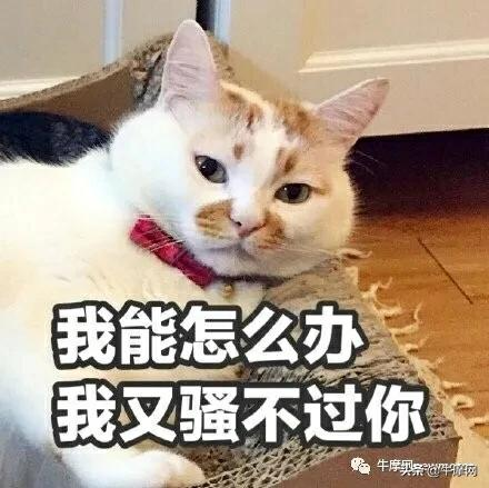 摩托车行业当前国产大排乱象,你怎么看?
