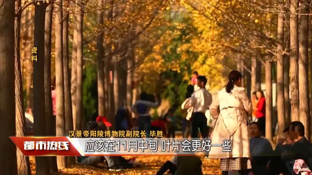 张张大片!西安周边这个银杏林秋景绝美,错过要再等一年!