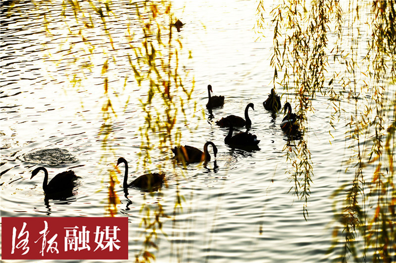 美！洛阳这个新“网红打卡地”每天上演“天鹅湖”