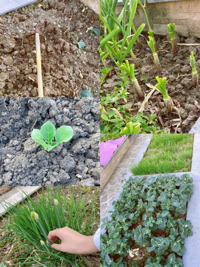 Zhang Xin grants farm big bumper harvest, bask in husband perspective beauty to illuminate, wearing air of the simple and bare-handed ground connection that pick food