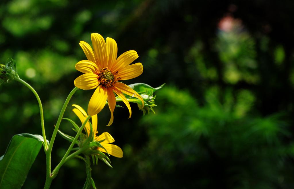 五月花事 洋姜花 Mp头条