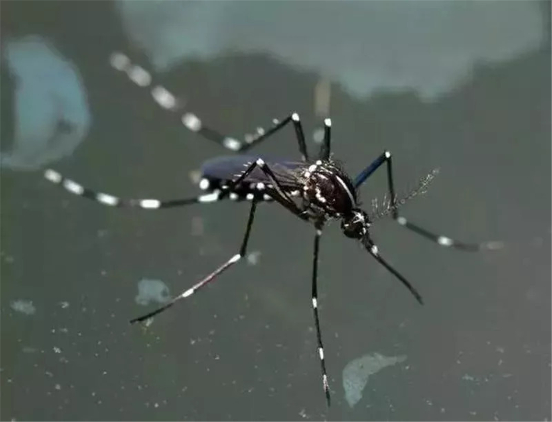 “全民公敌”花蚊子，最开始到底是从哪来的？怎样消灭它？