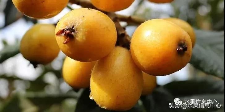 中國(guó)到底哪里的枇杷最好吃?