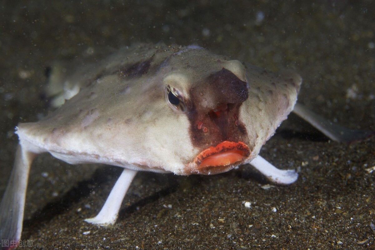 進化論的印證者、一條特立獨行的魚：紅唇蝙蝠魚