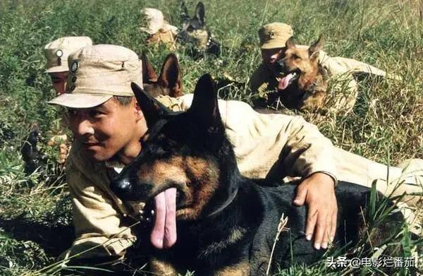2.2分《犬王》为戏炸死功勋军犬,导演引起公愤遭网友打出超低分