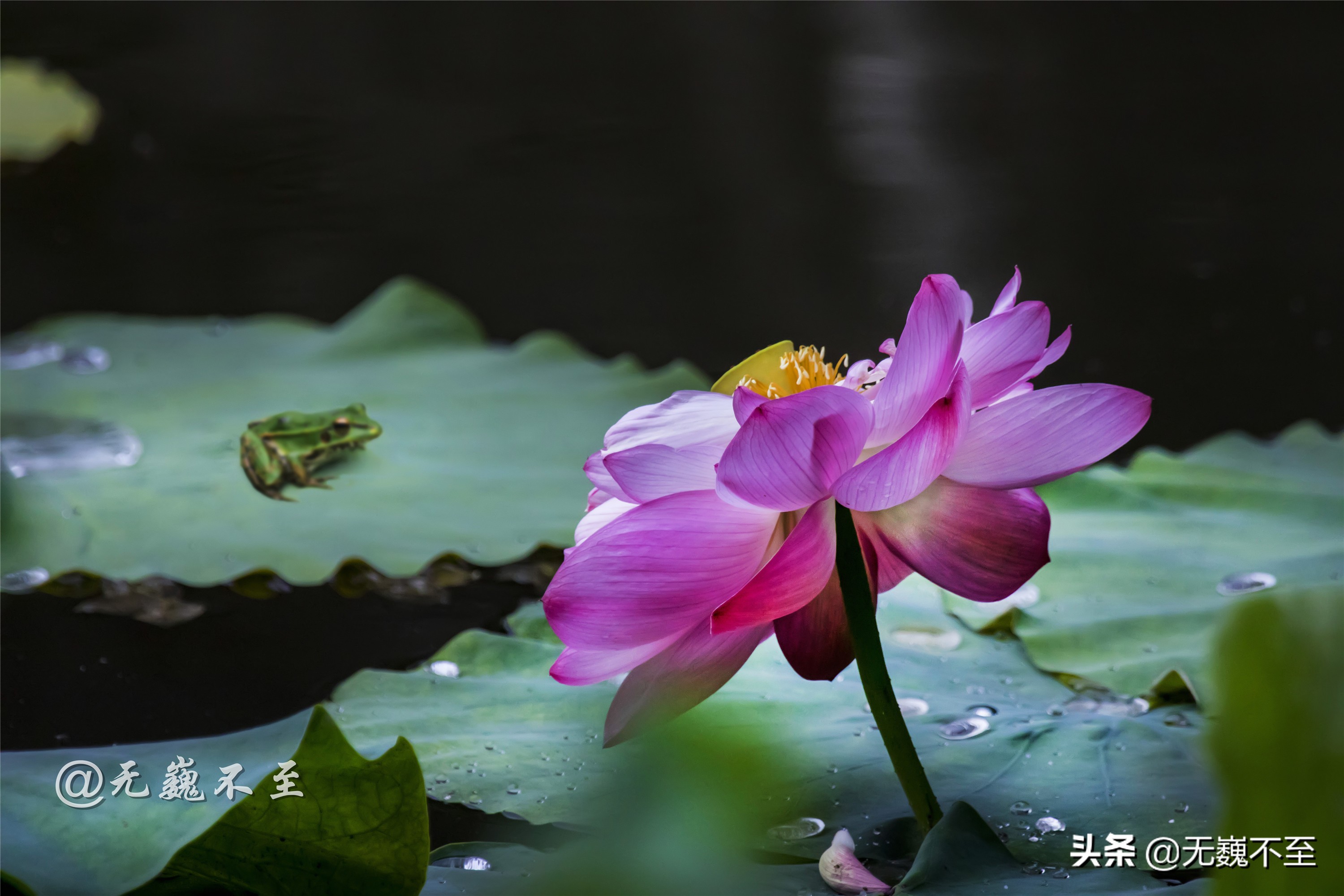 青白江的夏雨荷 夏至錯失日環食 怡湖園中觀芙蕖 天天看點