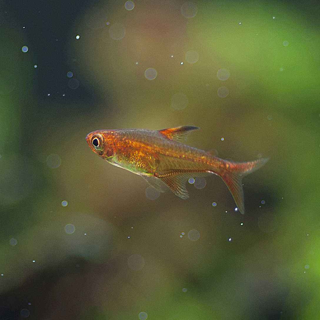 Fire-breathing fish: can spray blue flames in the water, but in fact it ...