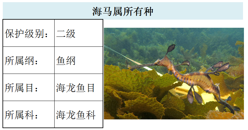 国家最新水生野生保护动物名录（共计三百余种），第2期