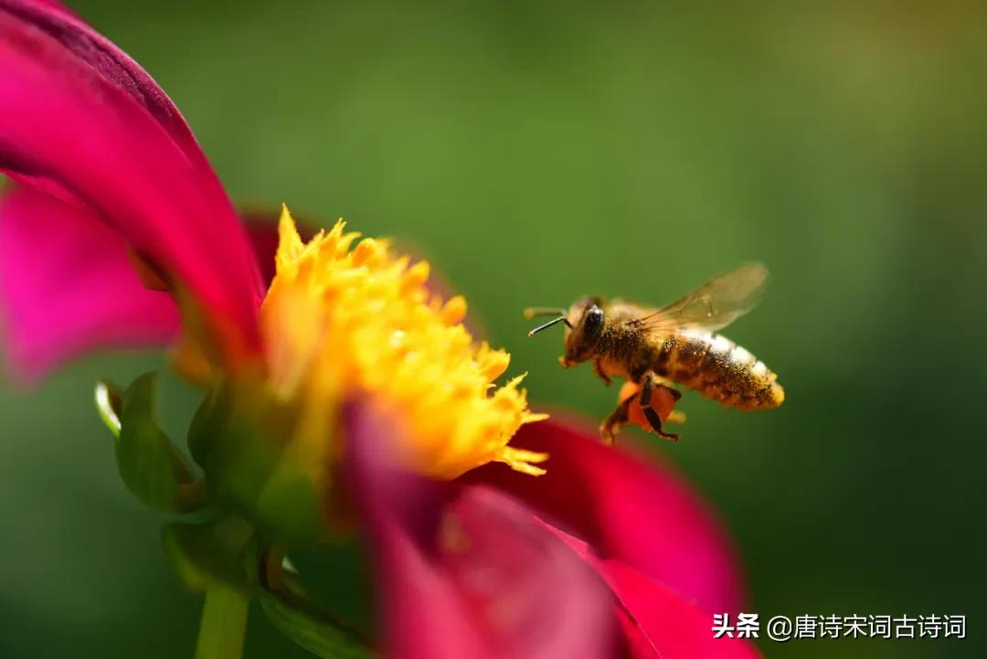 古诗词里的小暑节气-第7张图片-诗句网