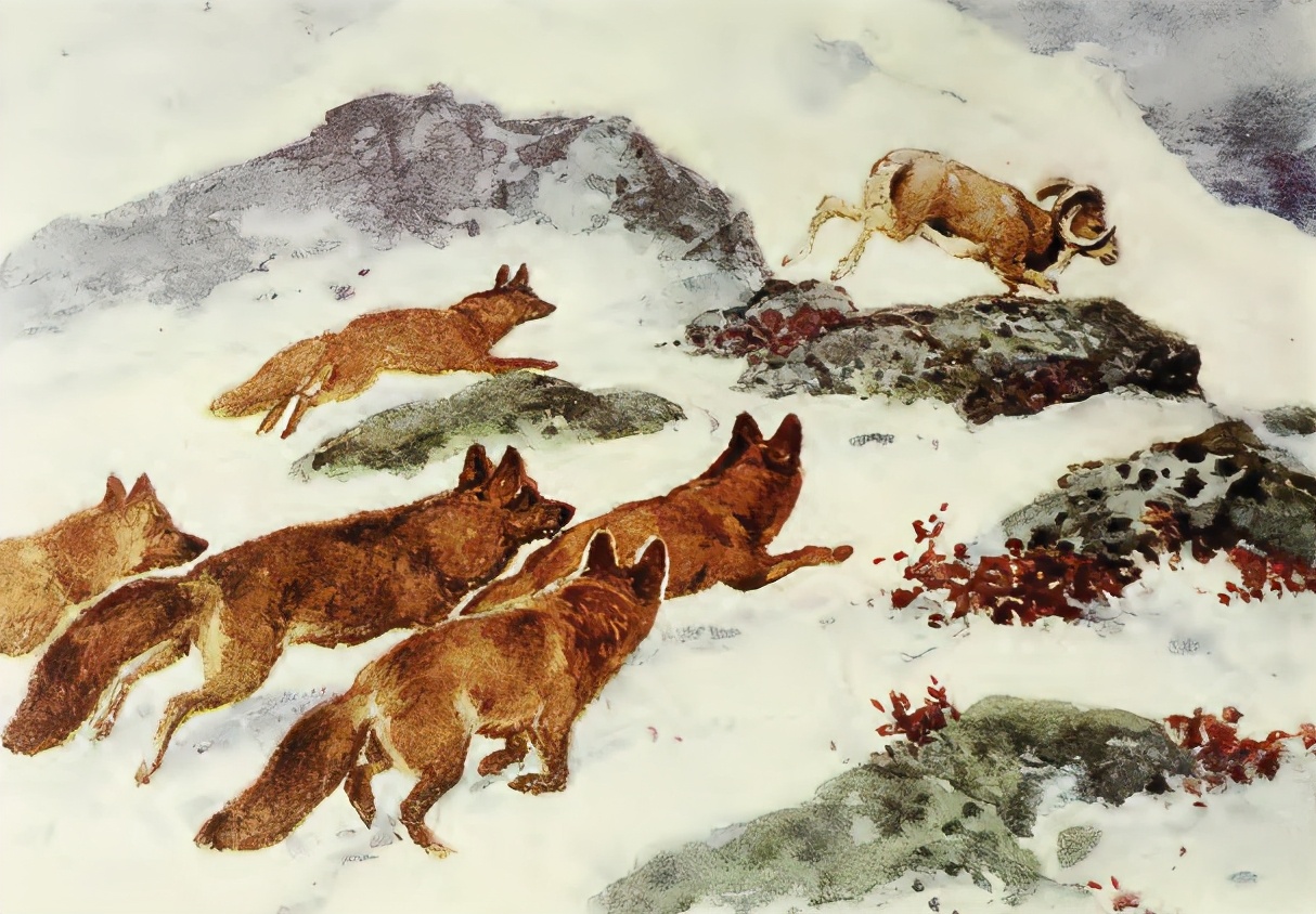 農村人口中亦正亦邪的猛獸，豺狗真的會保護人嗎？