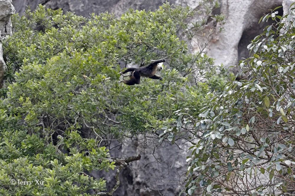 广西不止有桂林，还有一个看鸟看猴看瀑布的秘境