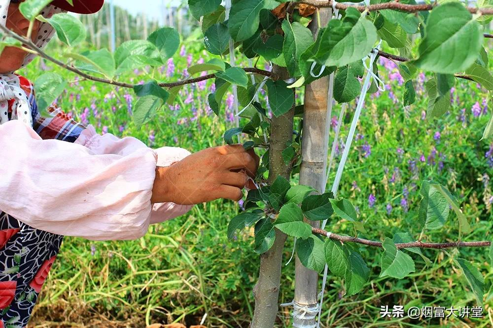 七月苹果幼树管理:促控结合实现早丰产、早结果