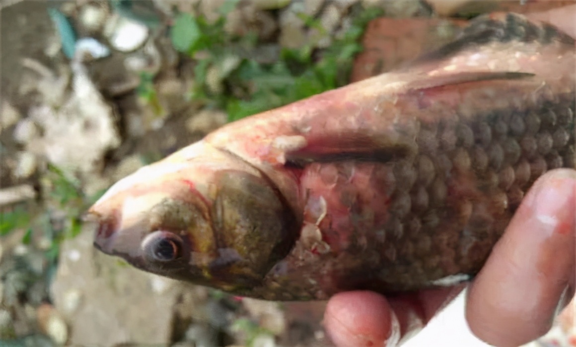 鯽魚出血病是怎麼引起的?鯽魚出血病和鰓出血怎麼快速治療?