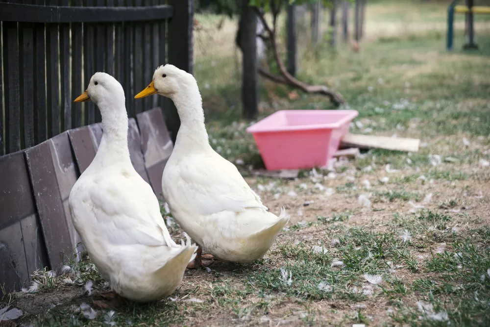 They all make ducks, so why are you selling so expensive? iMedia