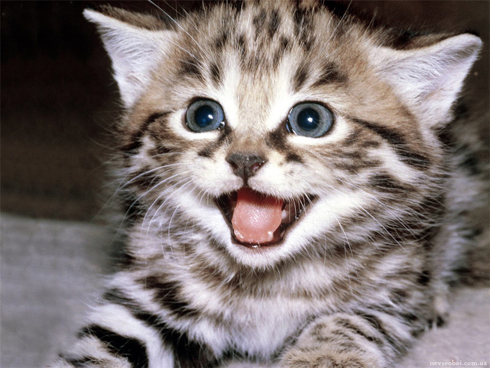What Does The Barb Of A Male Cat Do Why Do You Intentionally Scratch The Female Cat During Mating Minnews