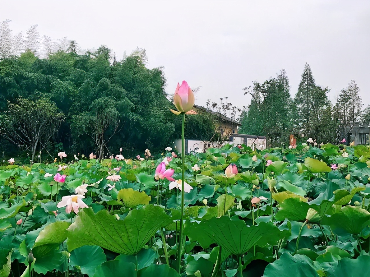 「文旅案例」“公司村農場(chǎng)”模式，6年時(shí)間村集體資產(chǎn)增長(cháng)300多倍
