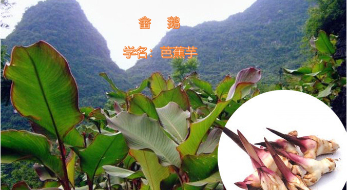 畲鹅(芭蕉芋)地道的美食