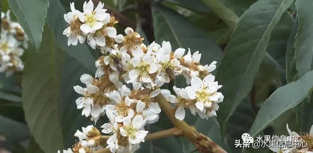 中國(guó)到底哪里的枇杷最好吃?