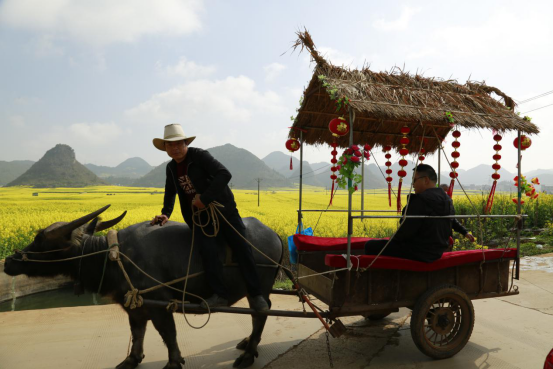 云南省罗平县：“赏花经济”带活乡村旅游