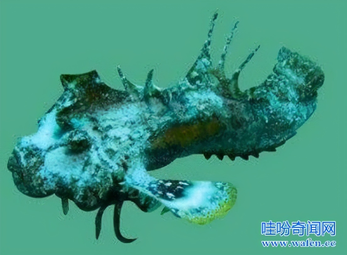 世界上最醜陋、最危險的魚，毒鮋又叫老虎魚，水下殺手啊_新疆駝峯 