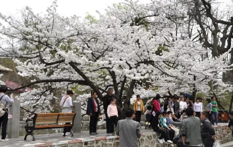 2021信陽雞公山櫻花花海文化旅游節，2月26日盛大迎客