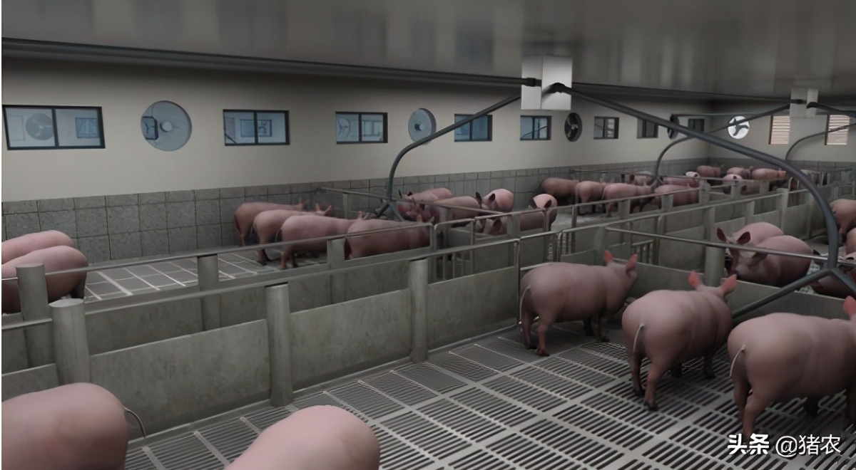 担心猪价下跌？不如思考如何高效养猪