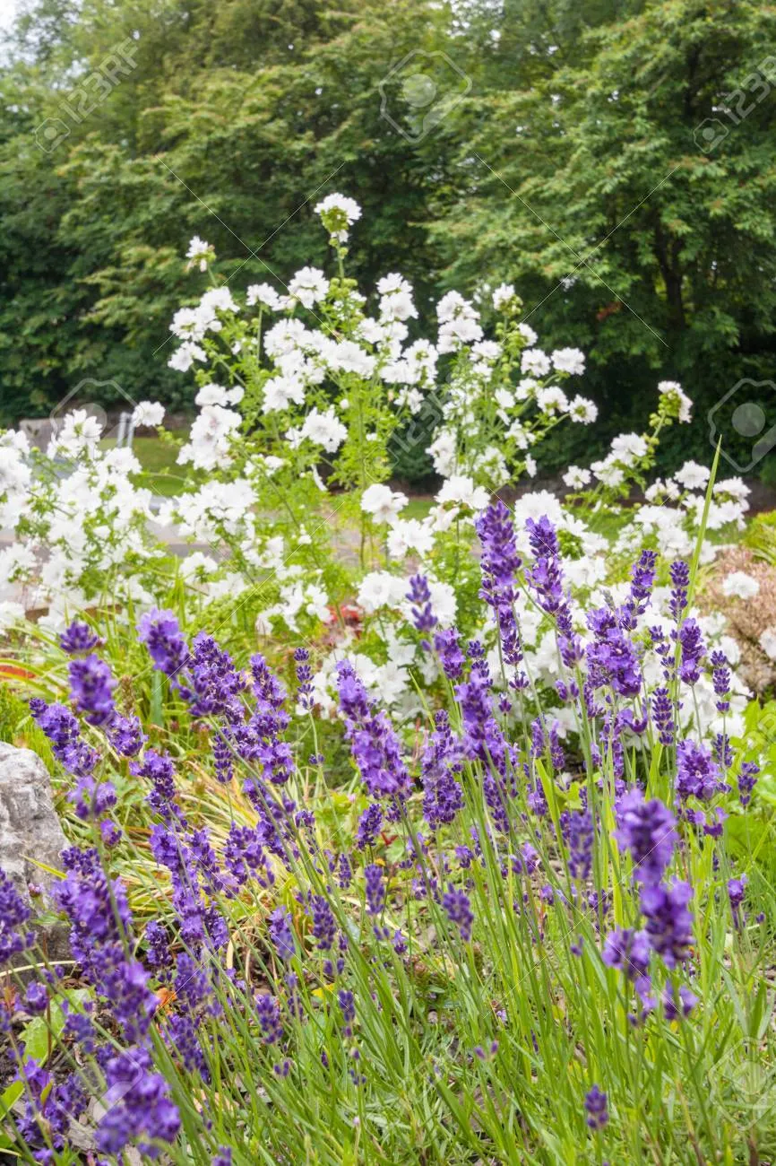 園丁的六月花事 花園匠心 Mdeditor