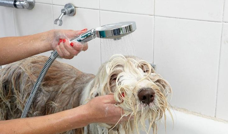 给狗狗洗澡的6个误区，原来你错了很多年了