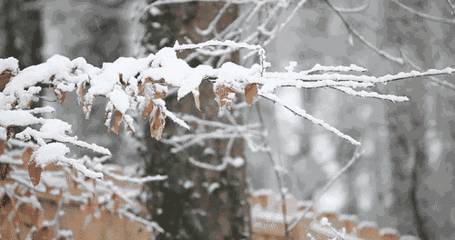 诗词鉴赏-一片雪花落在手，十首听雪诗词，感受古人诗意的冬天-第2张图片-非凡网