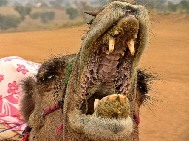 Why can camels chew cacti? Isn't your mouth sticky? Will your