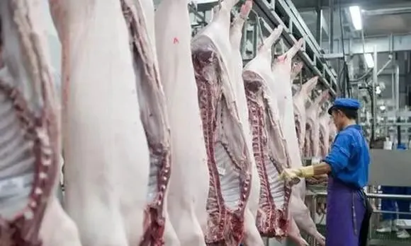 猪价连续大跌的原因终于找到了？