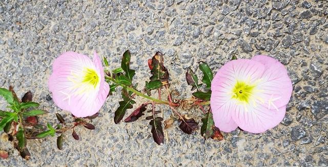 我眼中的股市之“两会行情”