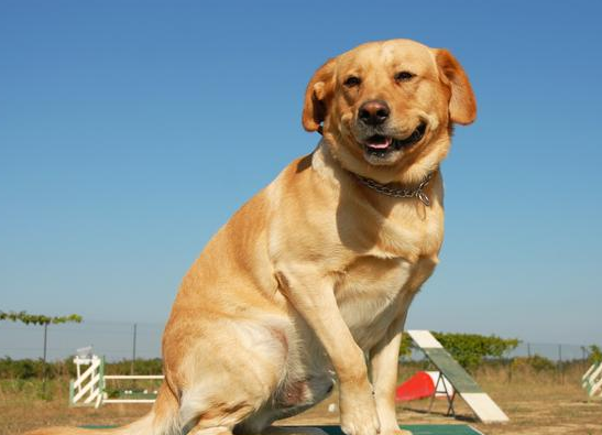 拉布拉多犬常见的4种颜色，有你喜欢的吗？