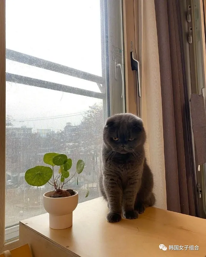 这位女团爱豆画的猫,集所有才华于一身