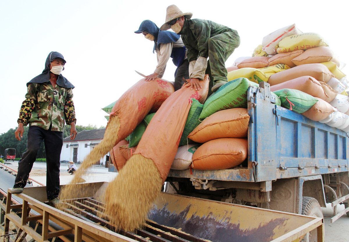 全球粮价连涨10个月，我国粮食进口量大涨400%，为何粮价不断跌？
