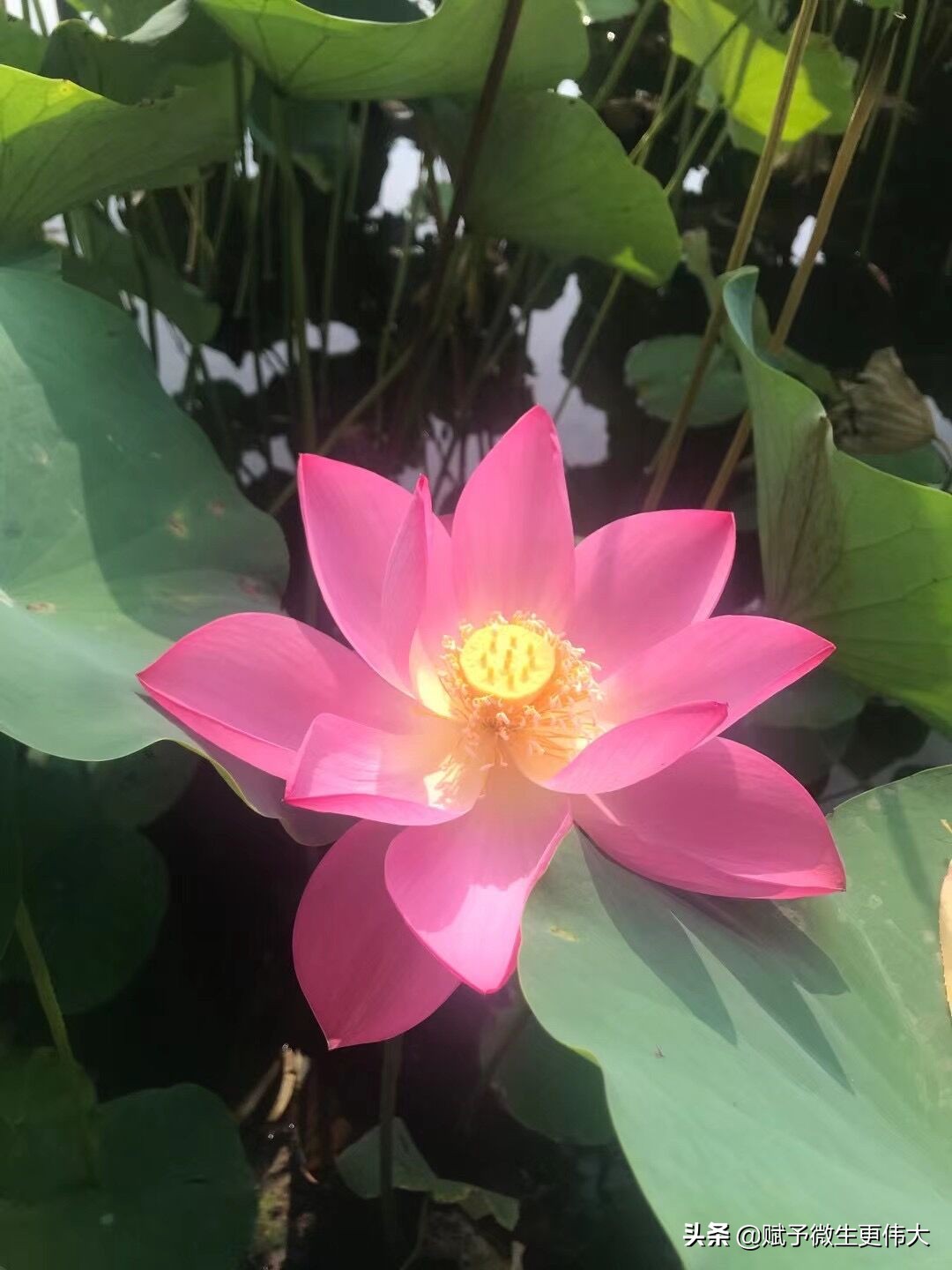 愿做生命一只莲