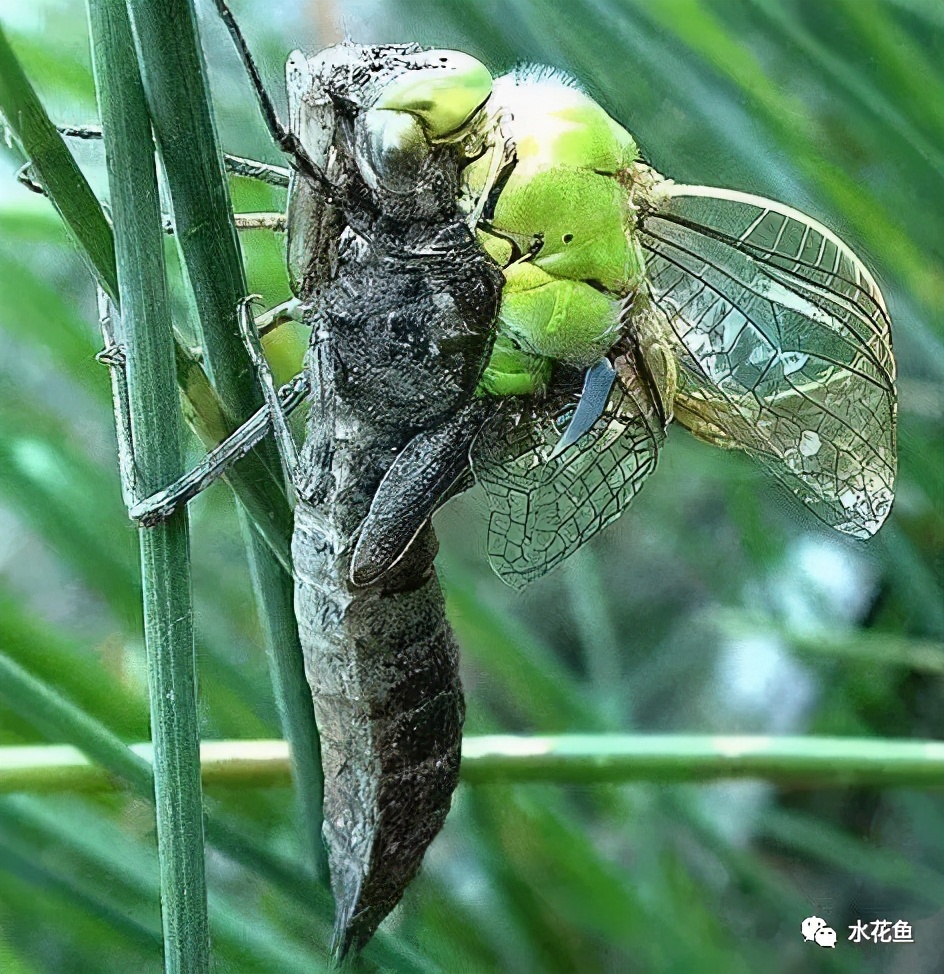 水花(鱼苗)育苗：常见的八类水生敌害虫类及其防控