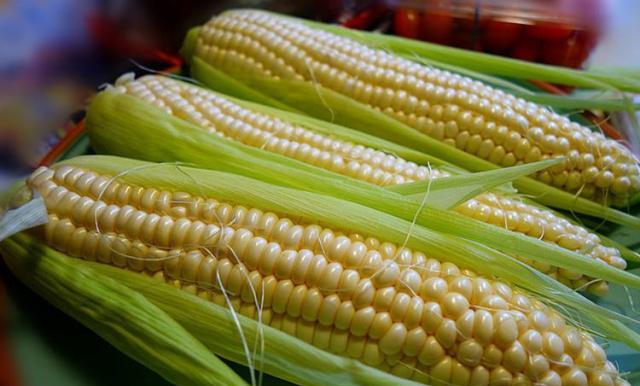 美国真慌了，中国再出手，取消70万吨玉米订单，