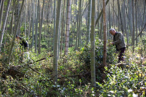 舜皇山上杜鹃红 湘桂古道野茶香