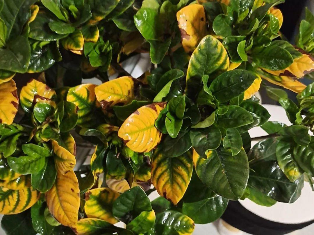 The yellowing of gardenia leaves is a distress signal, regardless of