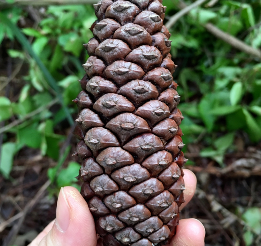 The pine cones picked up on the road are a treasure, with many magical ...