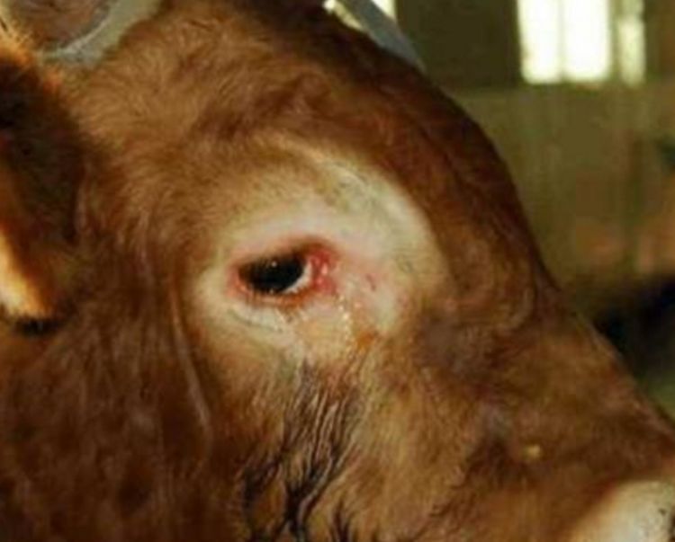 为什么农村杀牛时，要蒙住牛的眼睛？听听农民