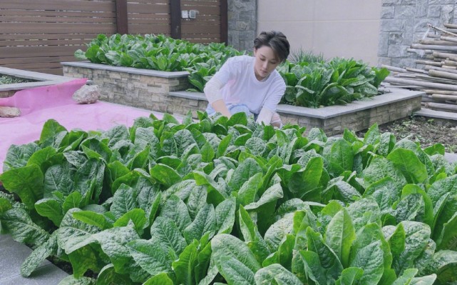 Zhang Xin grants farm big bumper harvest, bask in husband perspective beauty to illuminate, wearing air of the simple and bare-handed ground connection that pick food