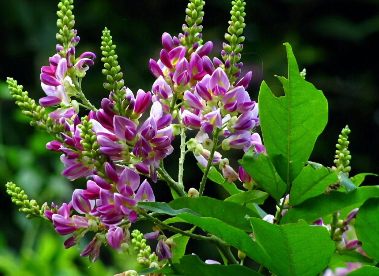 鸡血藤功效--鸡血藤功效