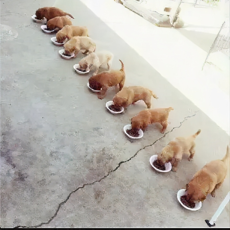 普通程序員和大神程序員，到底有啥區別？「渡一教育」