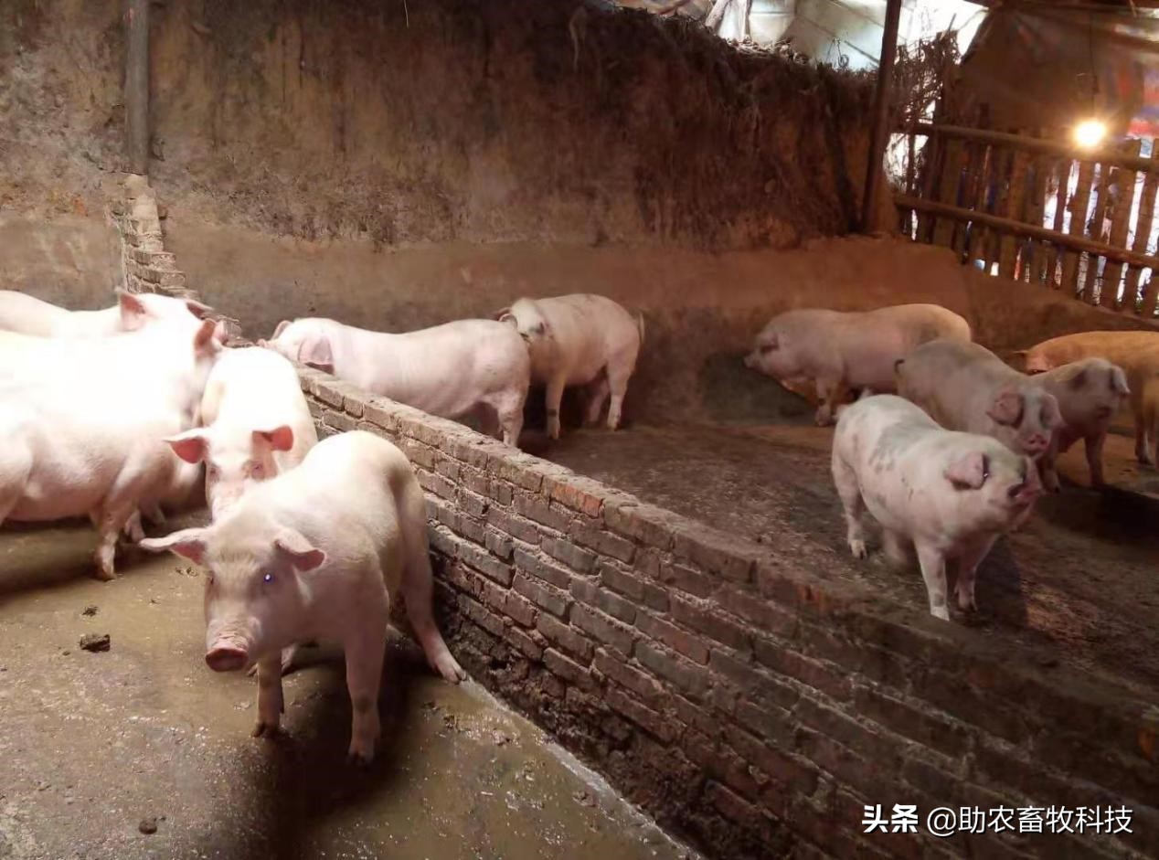 重庆这个猪场用发酵中药防控疾病方案效果很满意
