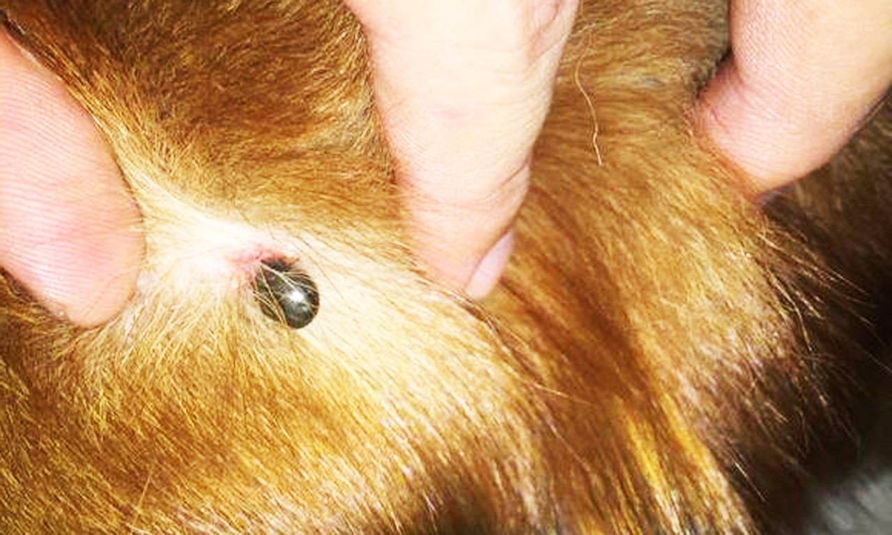 夏天草坪裏那些常見的小蟲子，到底有多危險？咬一下可能致命