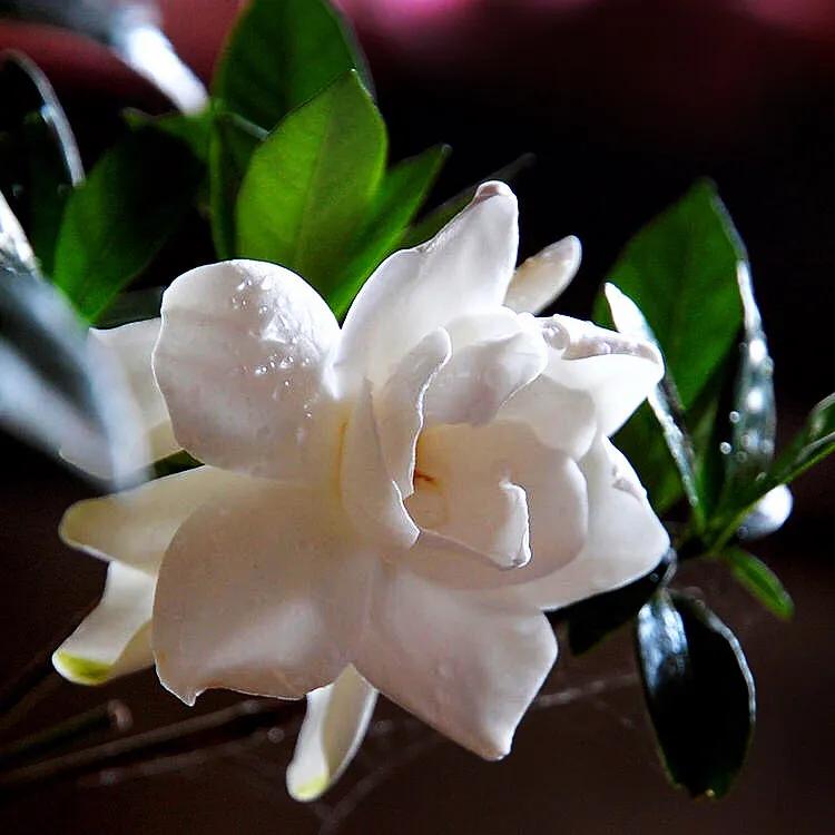 白蟾~重瓣大梔子花。花大而重瓣,美麗而芳香 - 頭條匯
