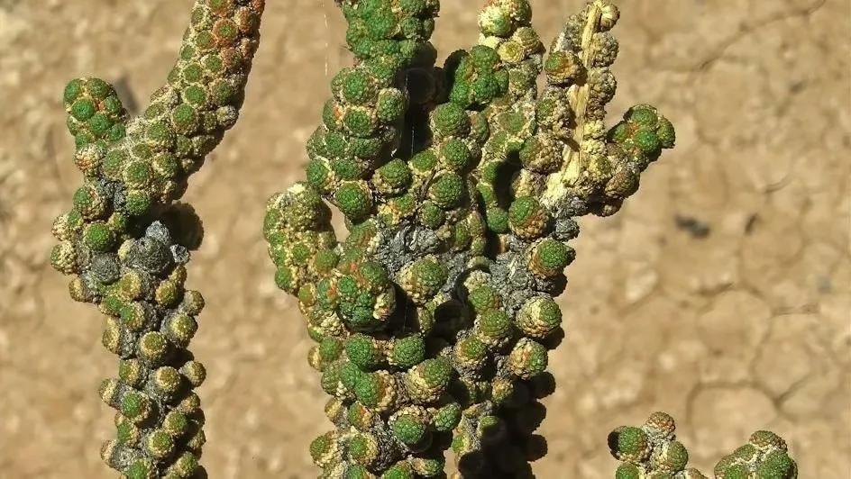 2020年發現的十大新物種