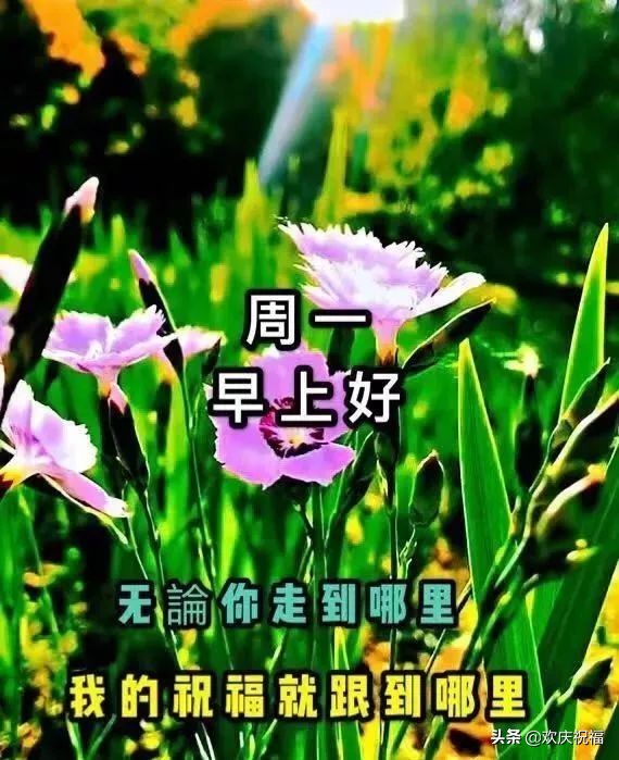 新的一周早上好问候语图片表情大全 早上好祝福表情大图图片